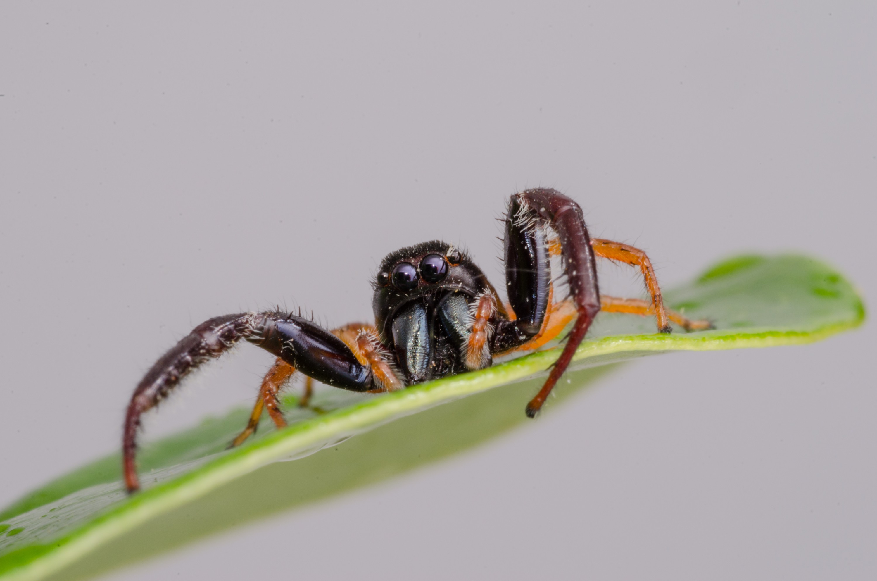 DSC_0690 – Crispin, Trite planiceps, insect, jumping, new, nz, spider, zealand, JAN17
